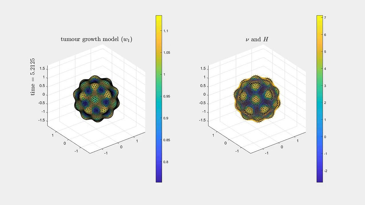 Forced mean curvature flow - modeling tumour growth