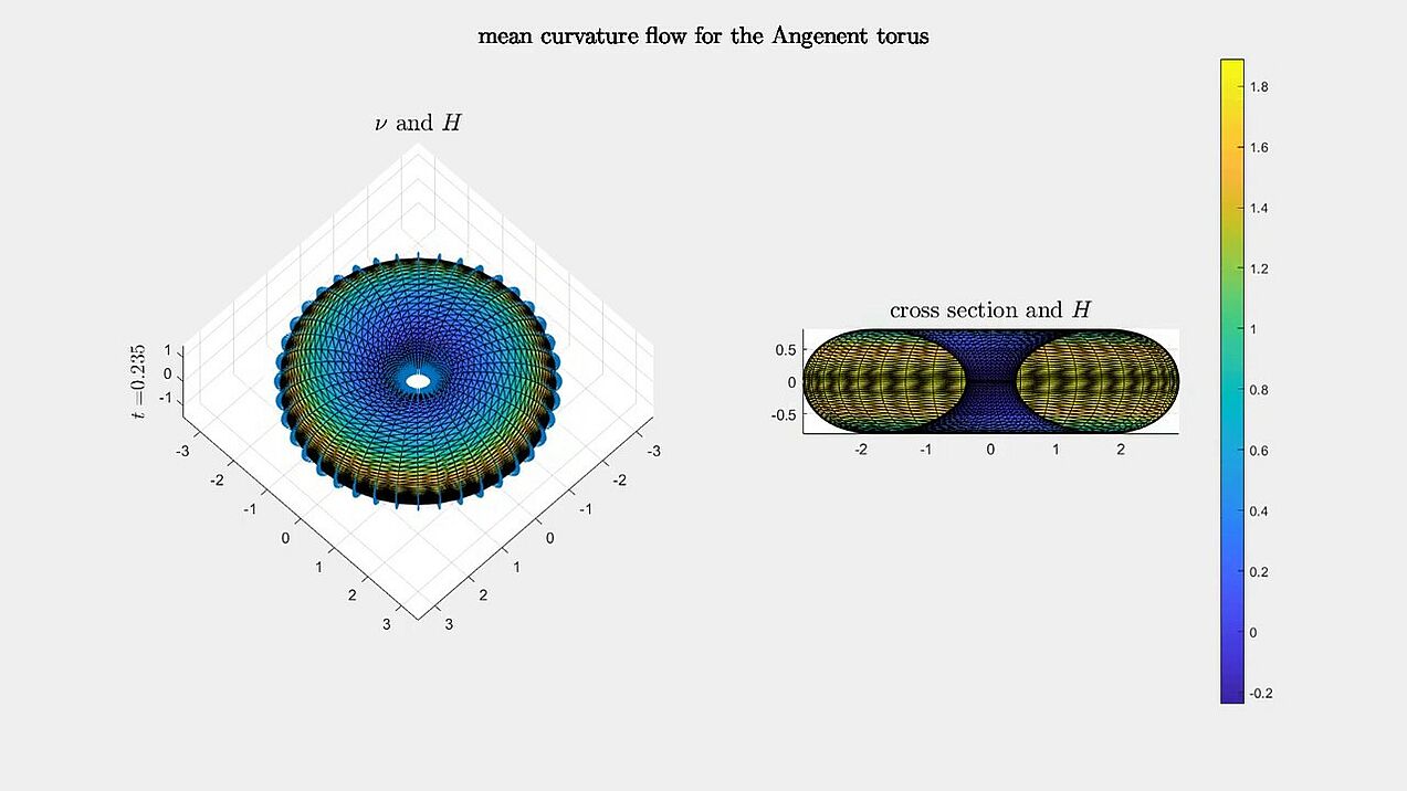 Self-similar mean curvature flow for the Angenent torus
